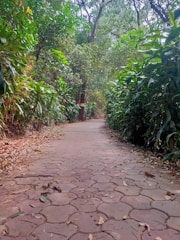 A peaceful path winding through a lush green forest.