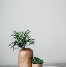 green plant on brown wooden pot