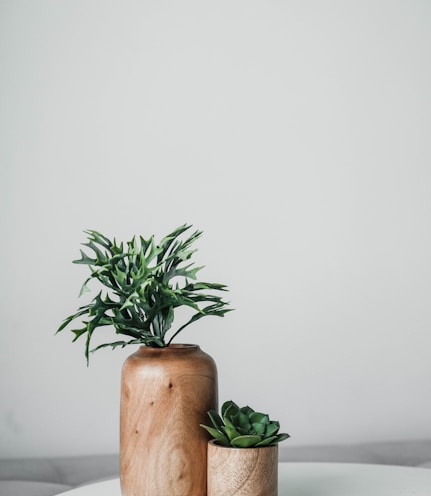 green plant on brown wooden pot