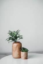 green plant on brown wooden pot