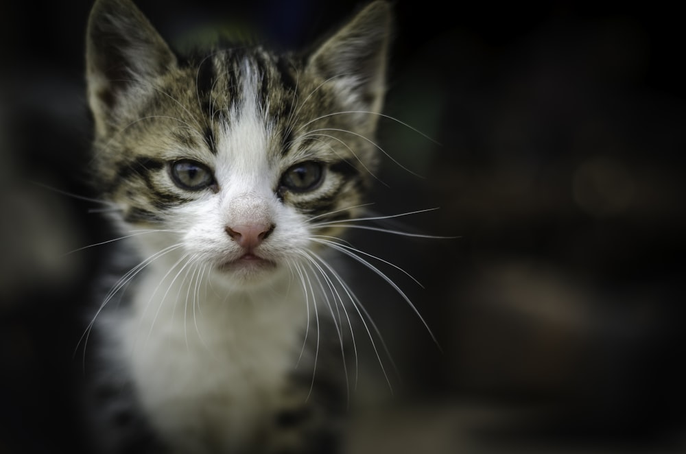 brown white and black cat