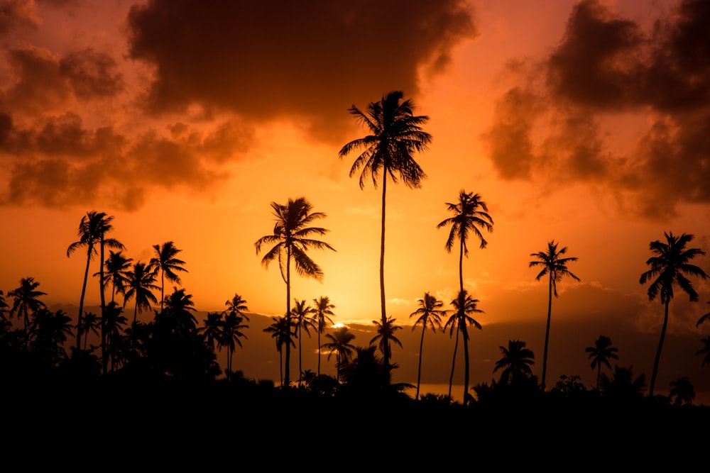 silhouette of palm trees during sunset