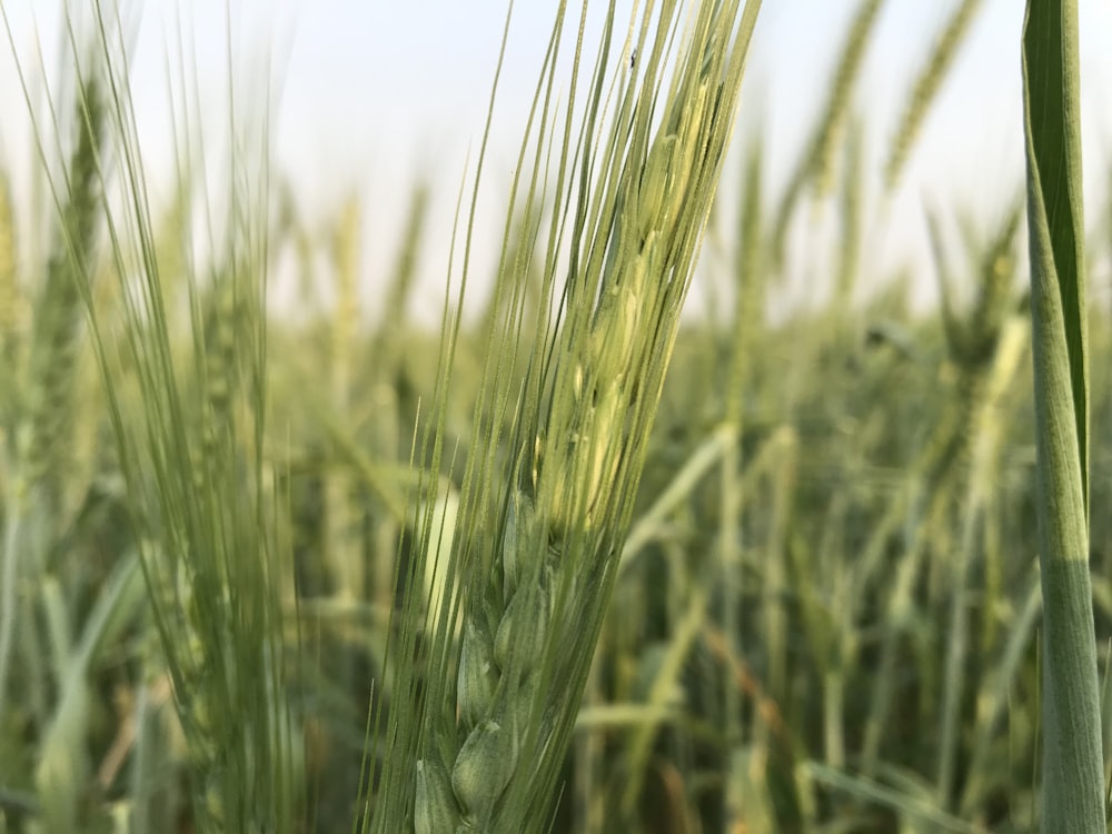 green wheat field during daytime