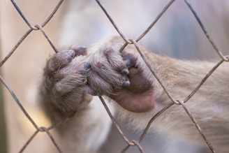 A close-up view of a primate's hands gripping the wires of a metal fence. The fur is light brown, and the nails are visible. The background is softly blurred, highlighting the texture of the fence and the primate's fur.