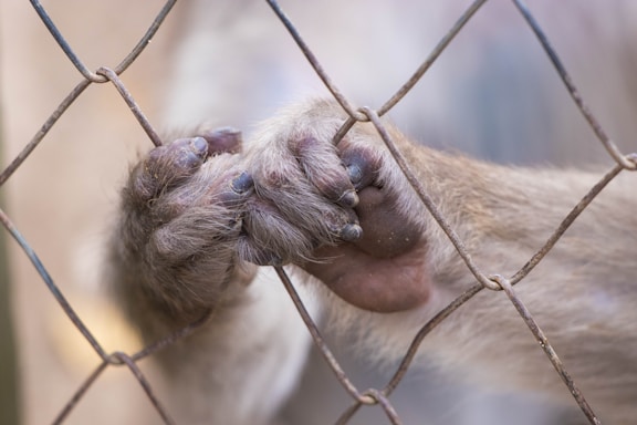 A close-up view of a primate's hands gripping the wires of a metal fence. The fur is light brown, and the nails are visible. The background is softly blurred, highlighting the texture of the fence and the primate's fur.