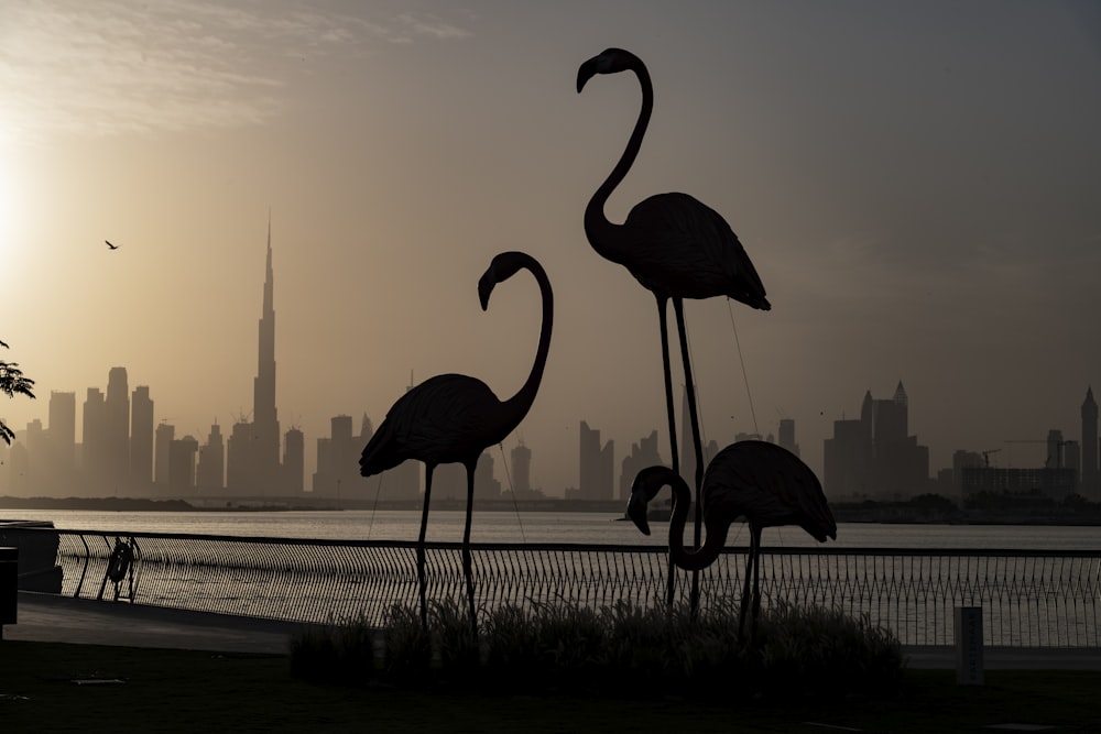 silhouette of two flamingos on a sunny day