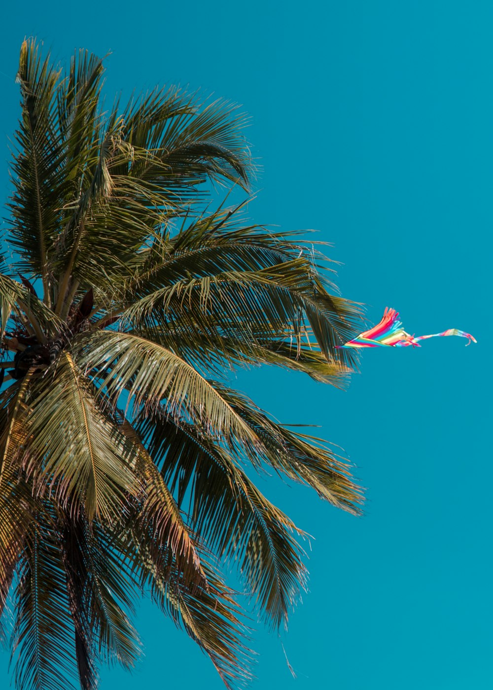 green palm tree under blue sky during daytime