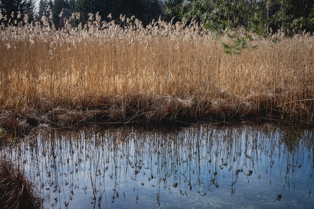 brown grass on water during daytime