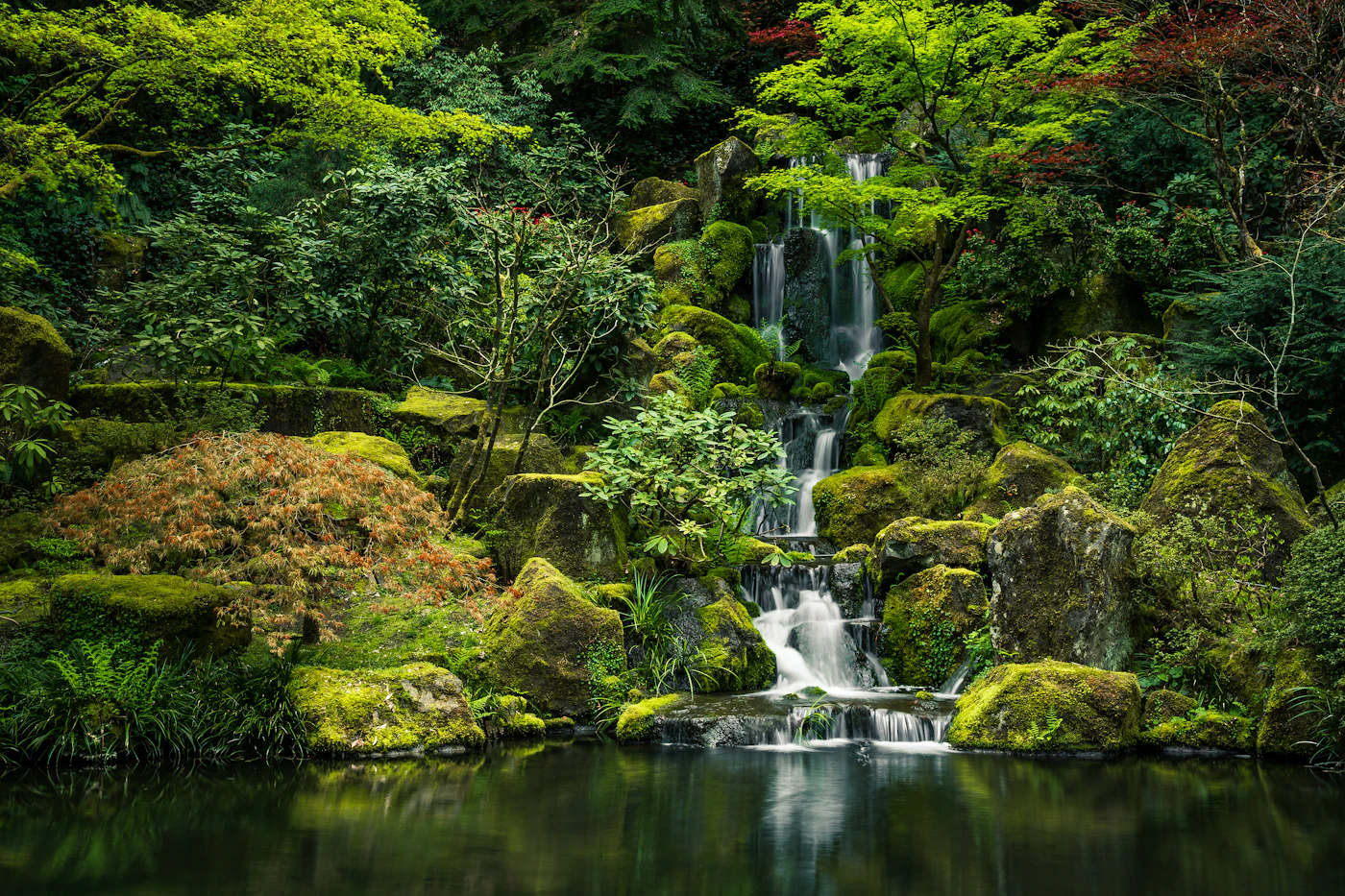 Tapis de mousse et rochers au bord d'une cascade, jardin de mousse entretenu par l'atelier