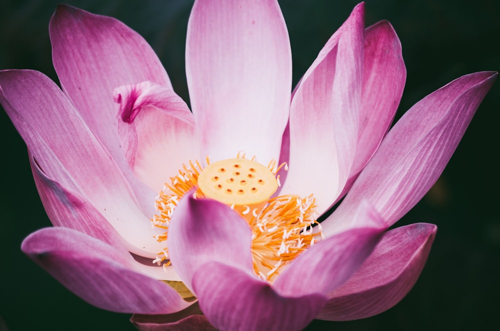 pink and yellow flower in macro photography