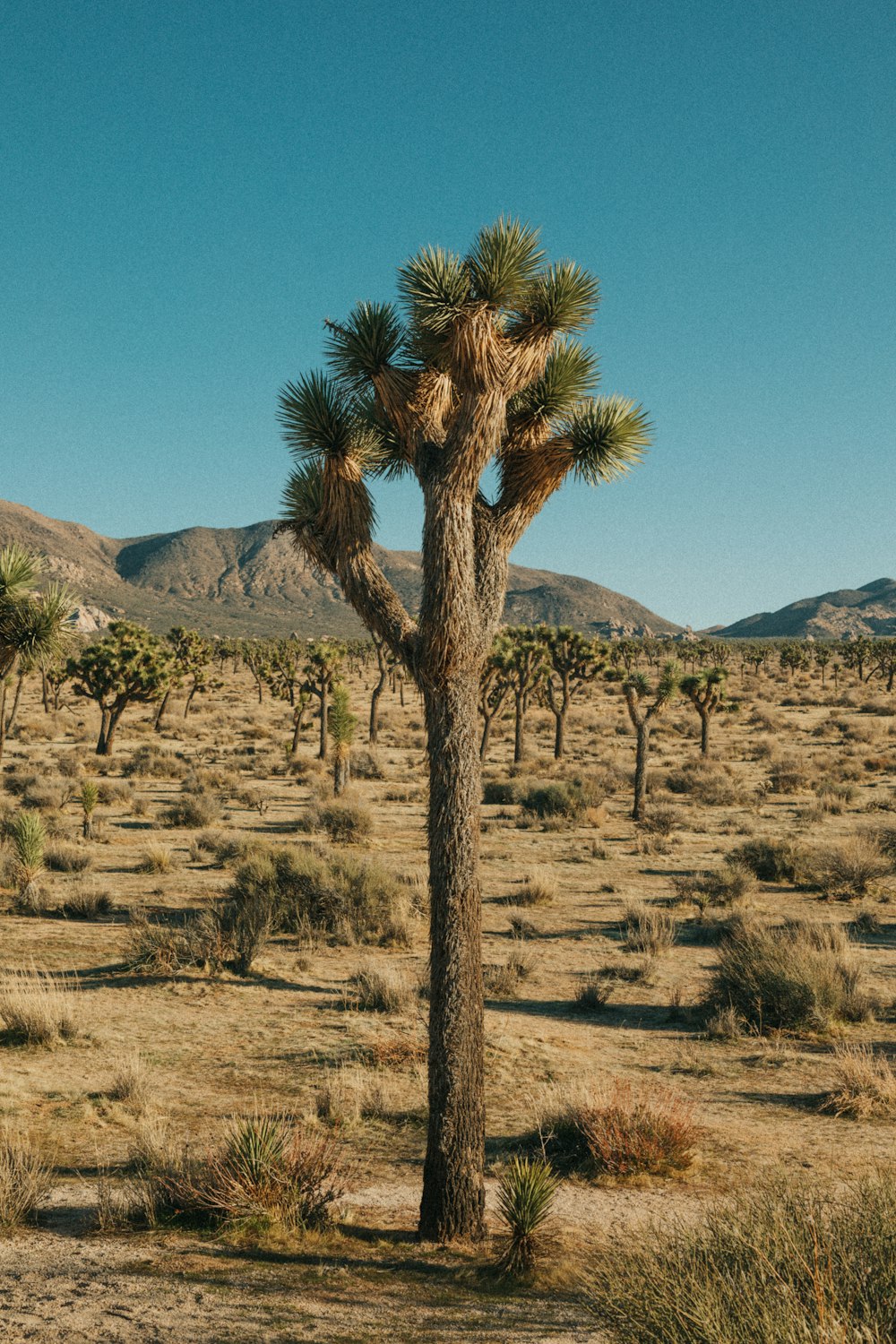 green tree on brown field during daytime