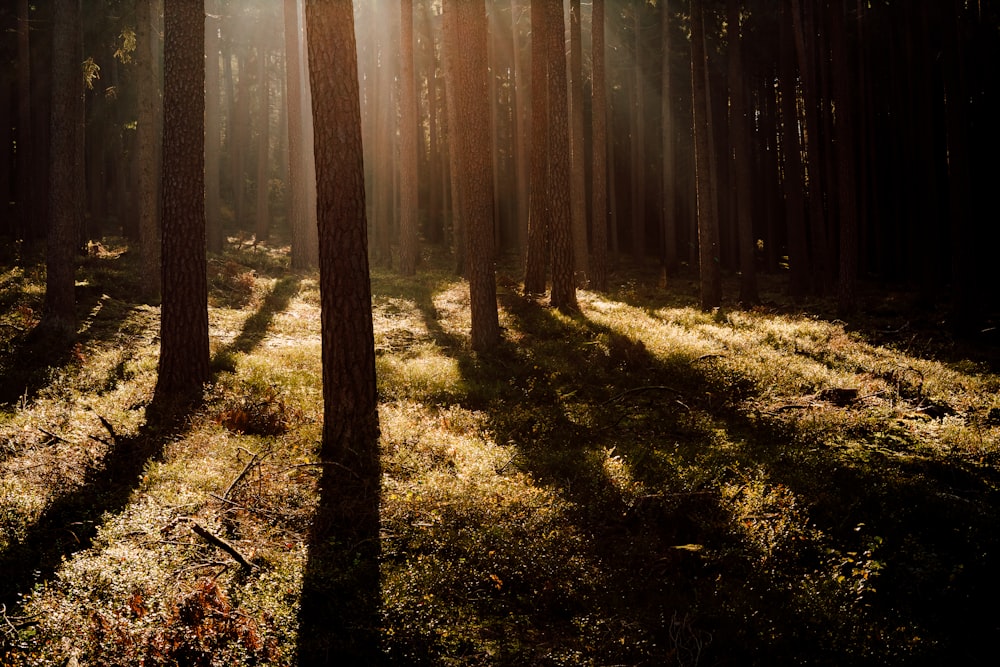 alberi marroni su un campo di erba verde durante il giorno