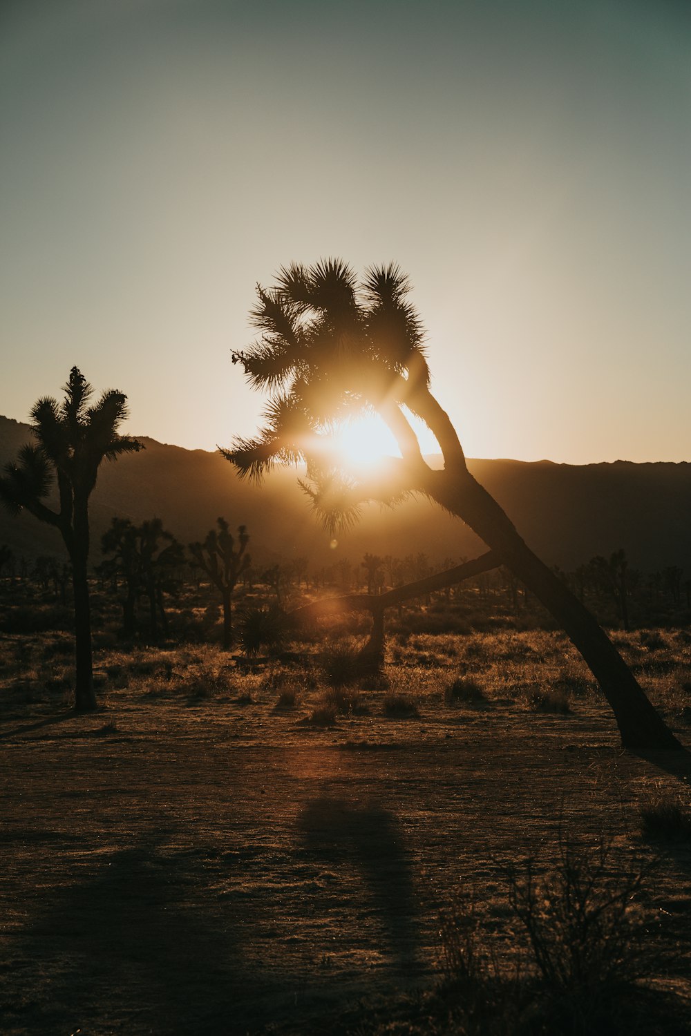 silhouette of palm tree during sunset