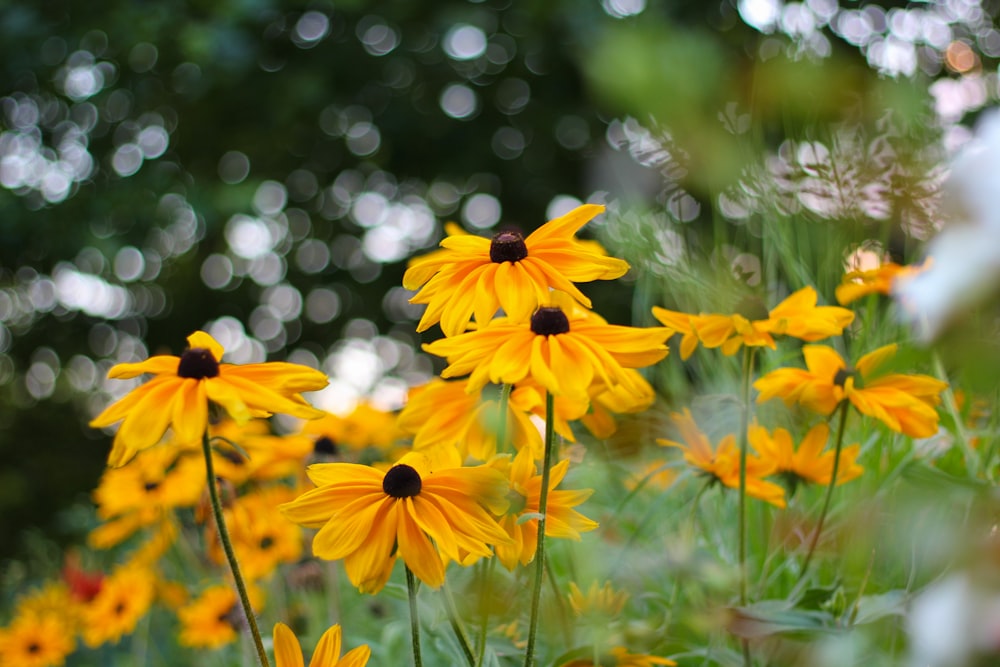 yellow flowers in tilt shift lens