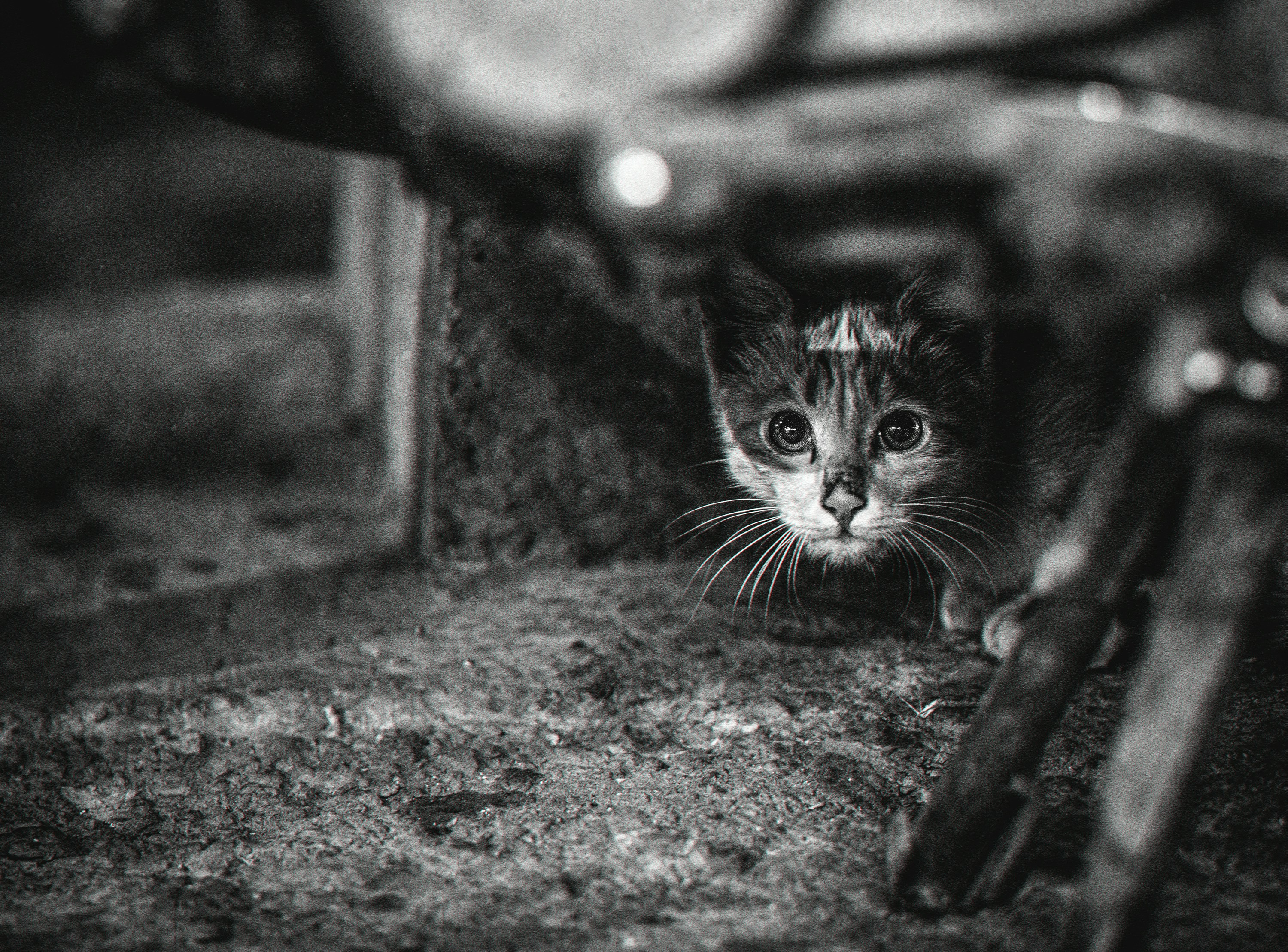 #eyes #cat #blackandwhite