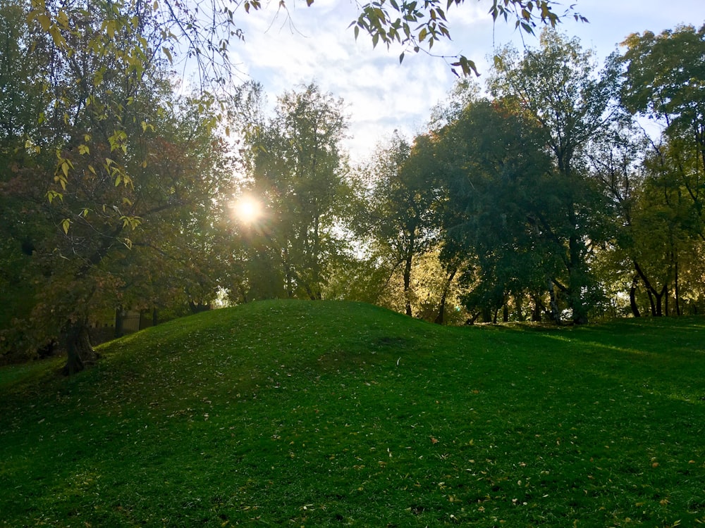 green grass field with trees during daytime