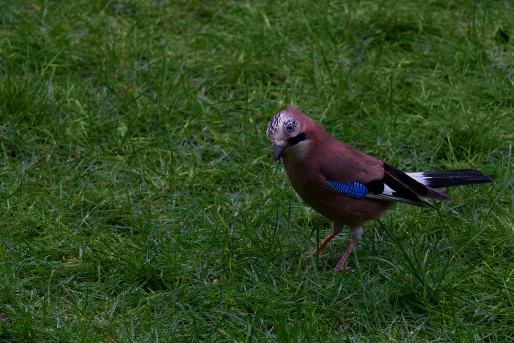 blue and white bird on green grass during daytime