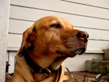 A wall-mounted dog collar memorial frame featuring a golden retriever’s collar and name tag.