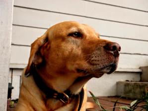 A close-up of a handcrafted dog collar adorned with shimmering bespoke gemstones, resting gently on a happy golden retriever.
