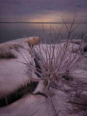 An icy Greenland landscape under a soft morning light, symbolizing enduring natural beauty.