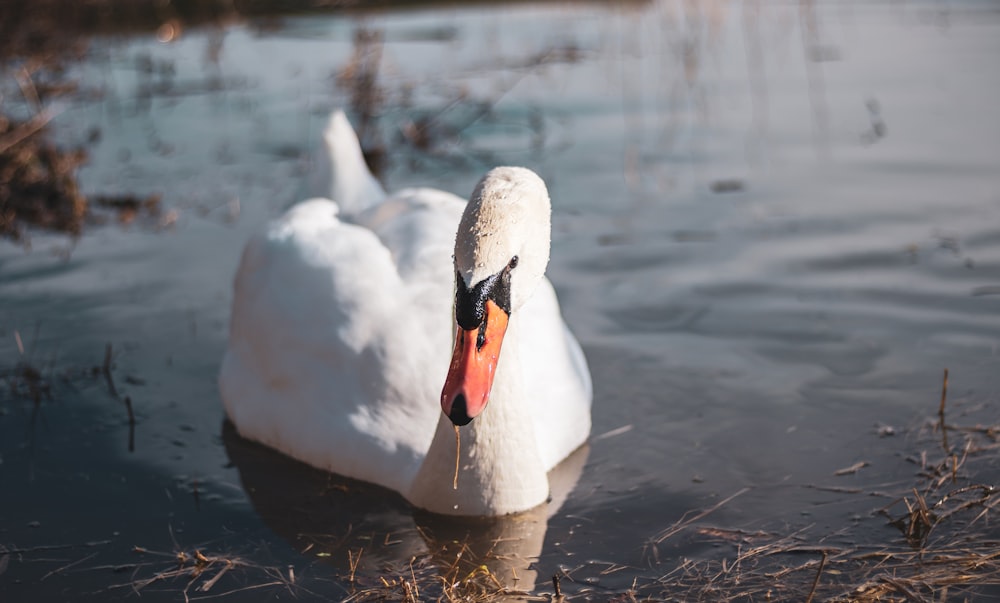 white swan on water during daytime