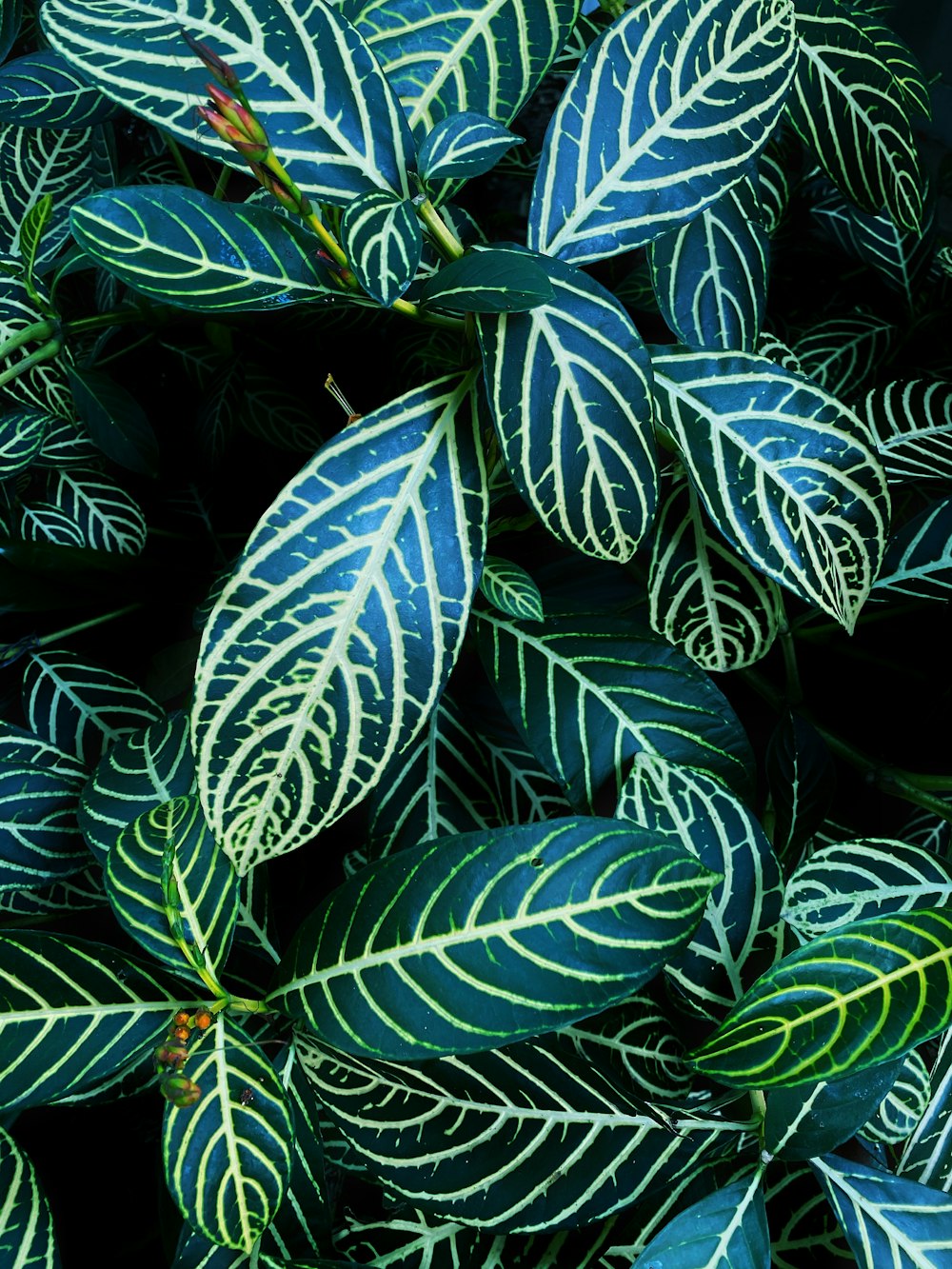 plante à feuilles vertes et jaunes