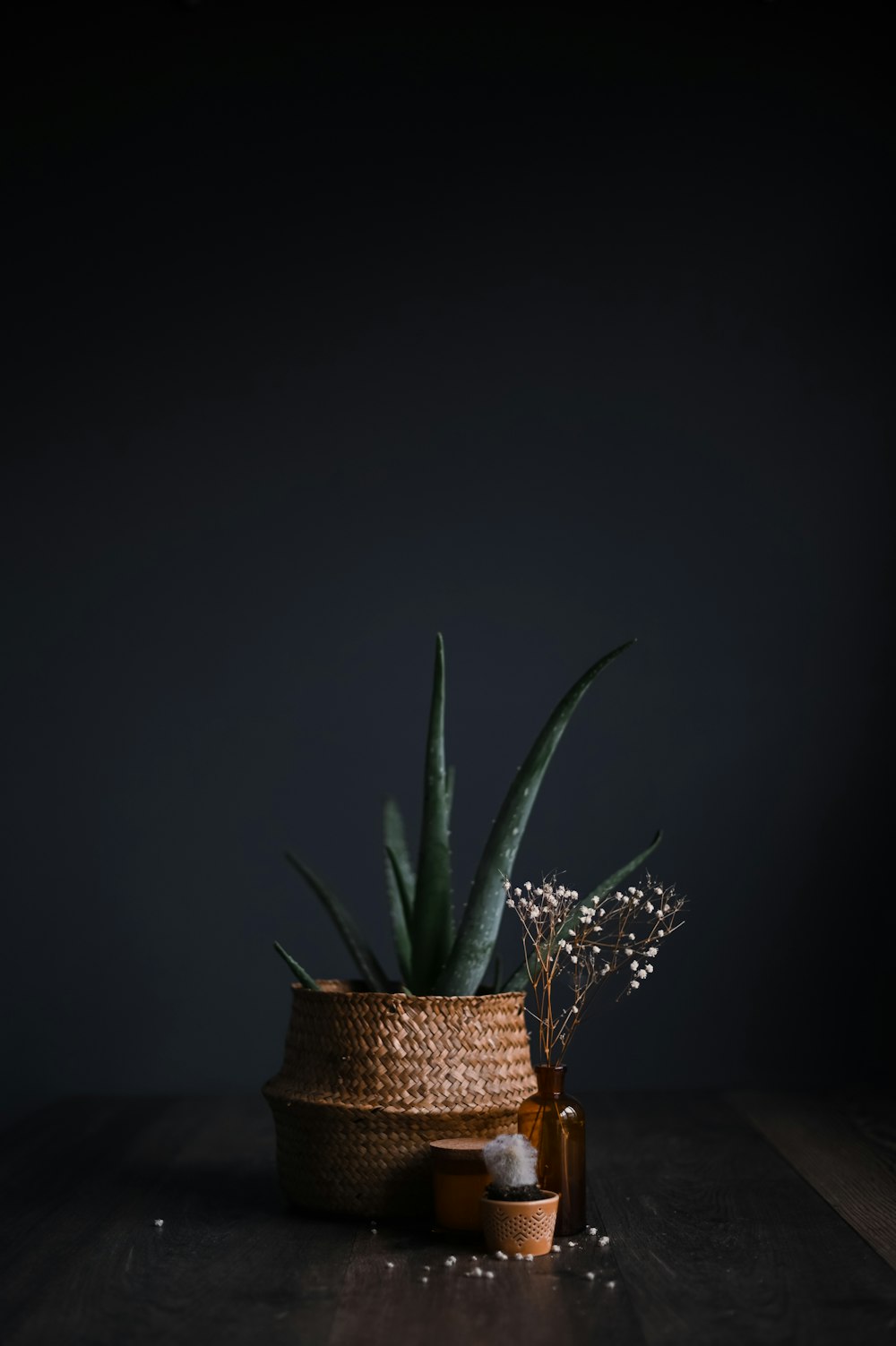 green plant on brown clay pot