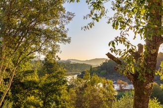 green trees near body of water during daytime