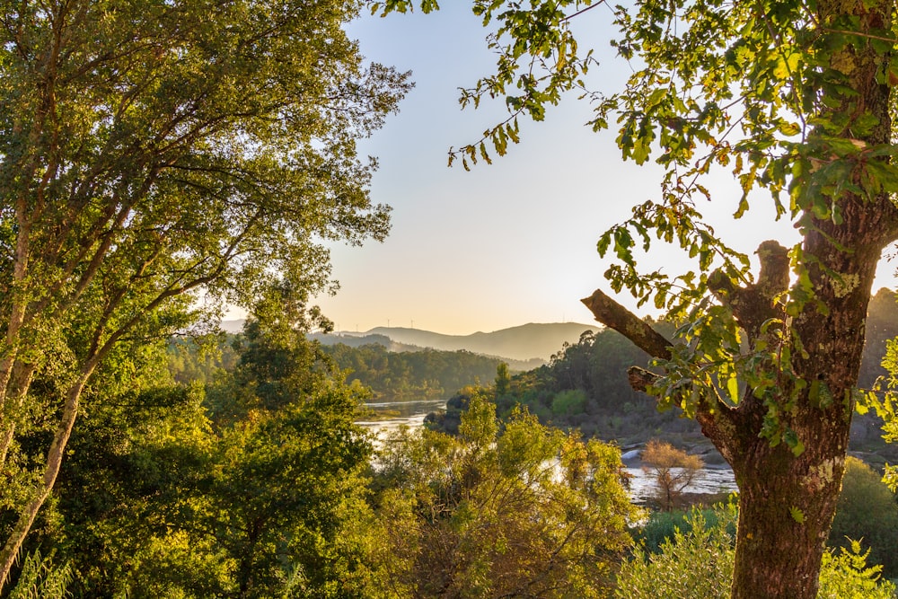 alberi verdi vicino allo specchio d'acqua durante il giorno