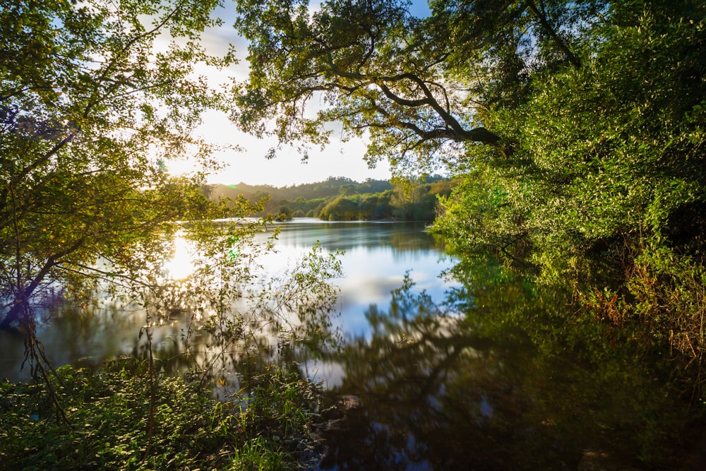 green trees beside river during daytime