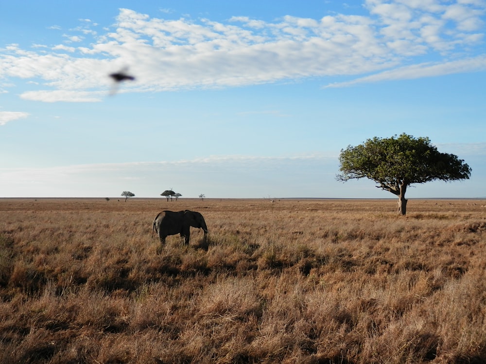 낮에는 푸른 하늘 아래 갈색 잔디밭에 갈색 코끼리가 있습니다.