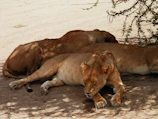 The majestic Asiatic lions resting under the shade in Sasan Gir forest.