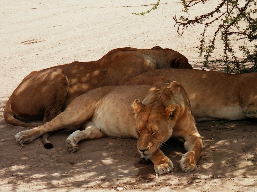 brown lioness lying on brown sand during daytime