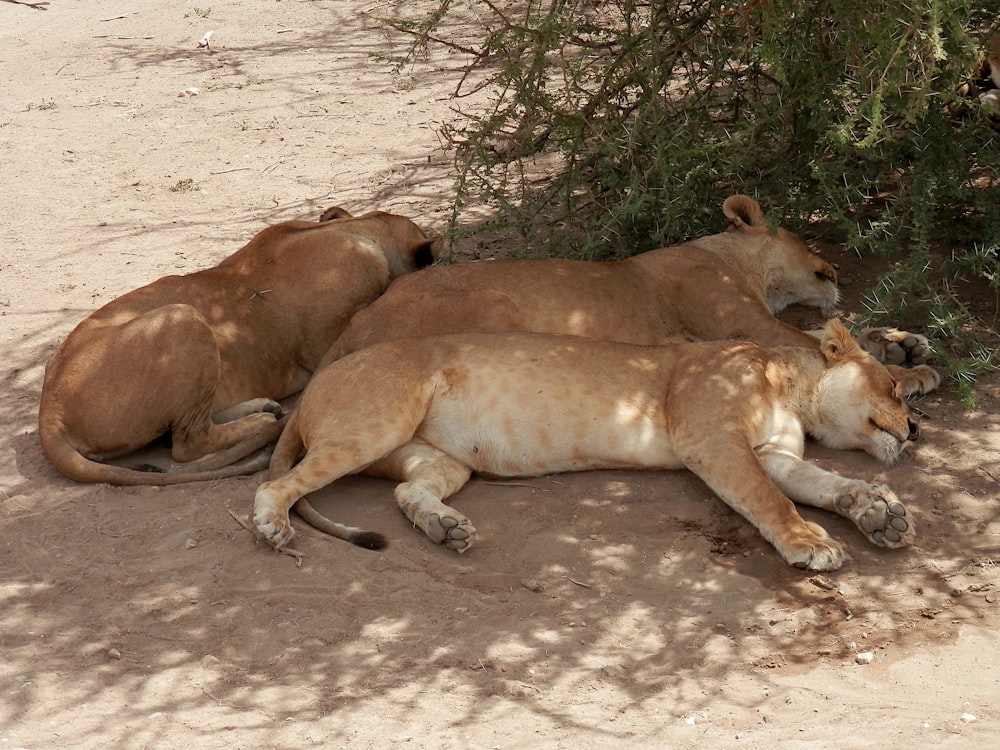 brown lioness lying on brown dirt during daytime