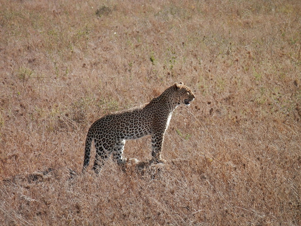 guépard marchant sur un champ d’herbe brune pendant la journée