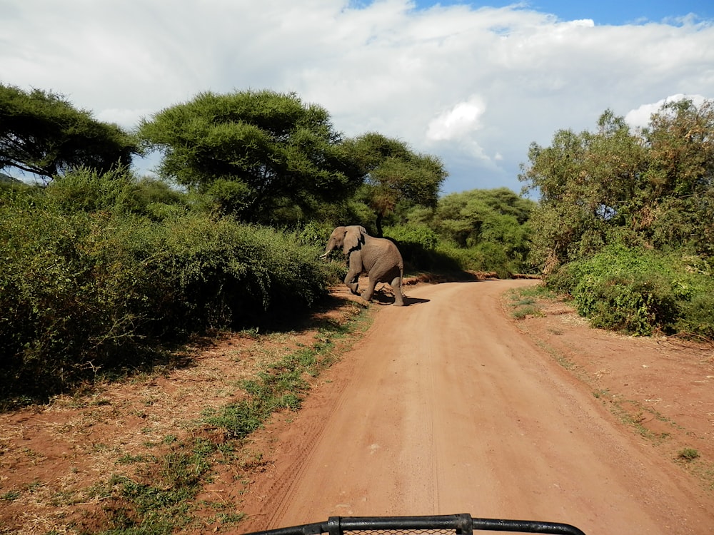 brown elephant on road during daytime