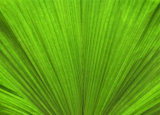 green leaf in close up photography