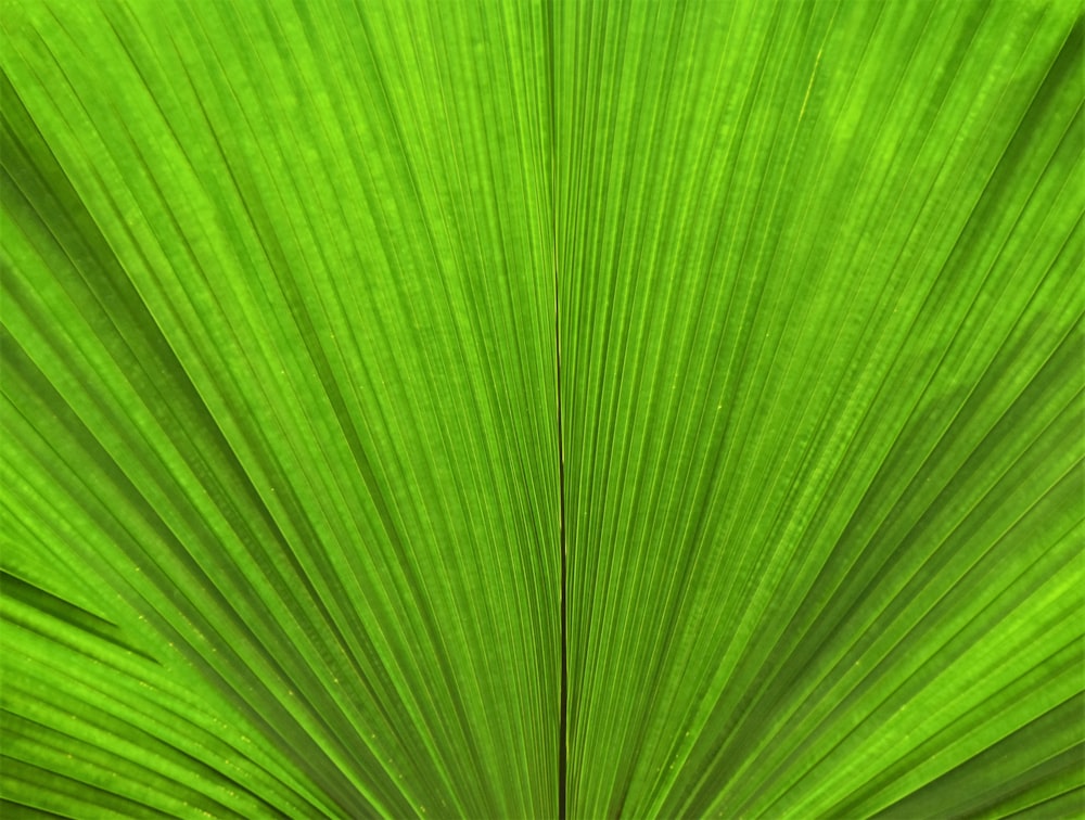 green leaf in close up photography