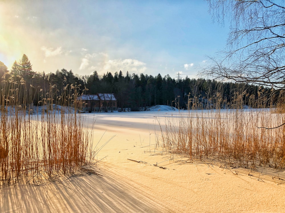 braunes Gras auf schneebedecktem Boden tagsüber