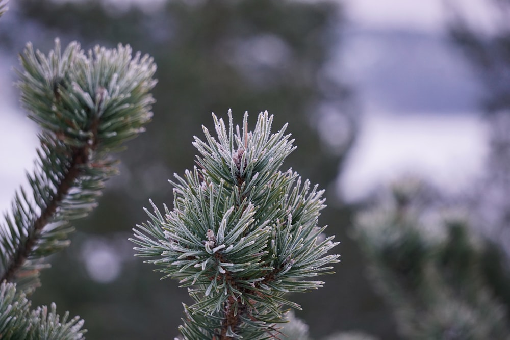 green pine tree in close up photography