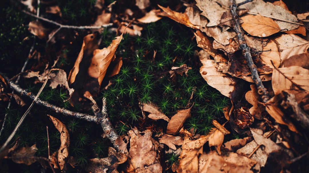 brown dried leaves on ground