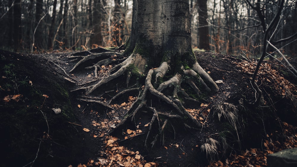 brown tree trunk in forest during daytime