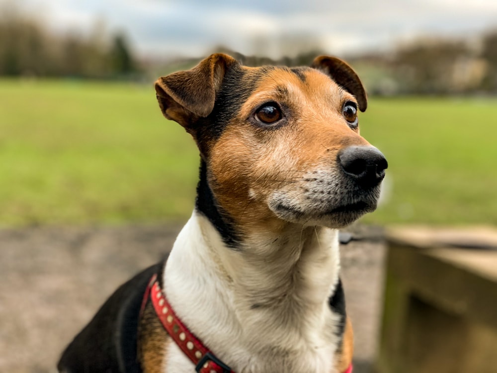 cane a pelo corto marrone, bianco e nero