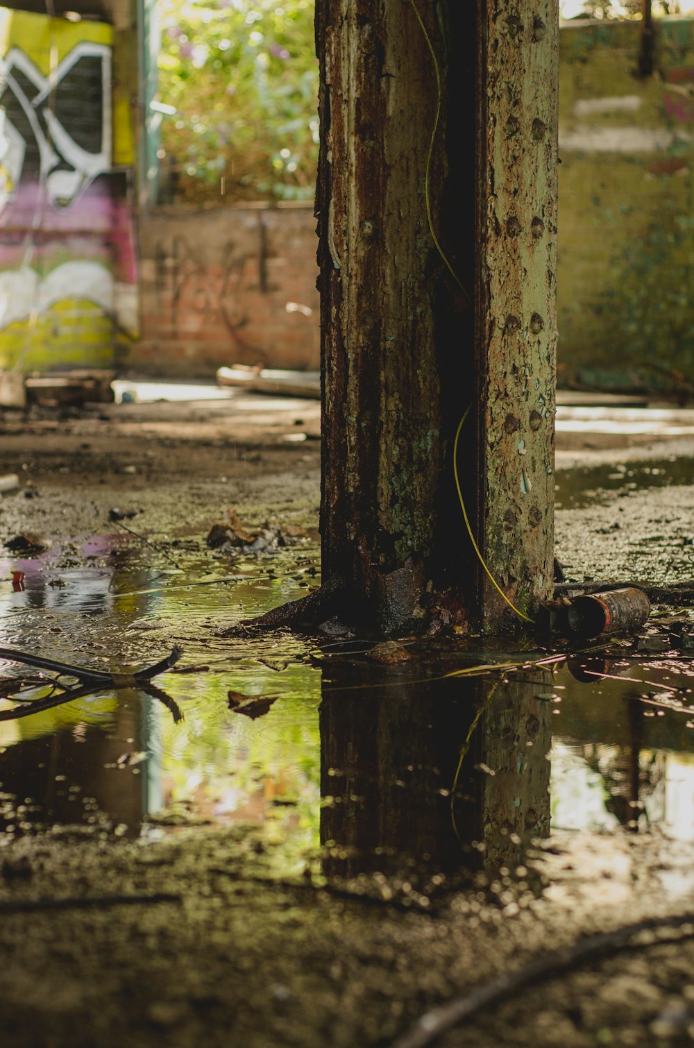 brown tree trunk on water