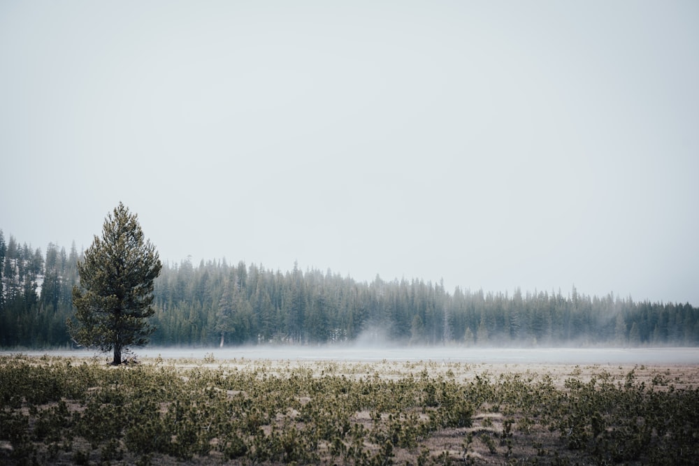 green trees near body of water during daytime