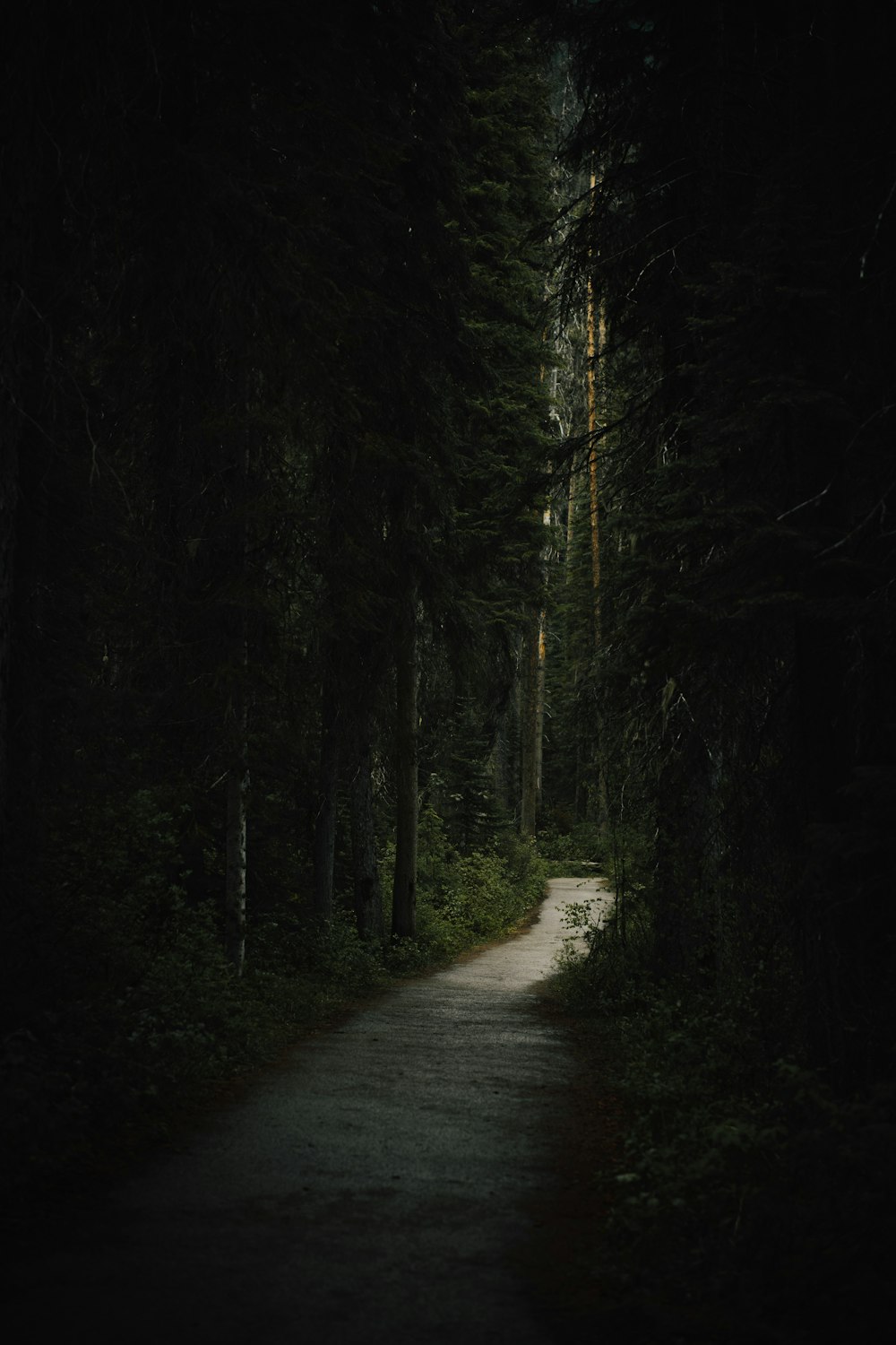 gray pathway between green trees during daytime