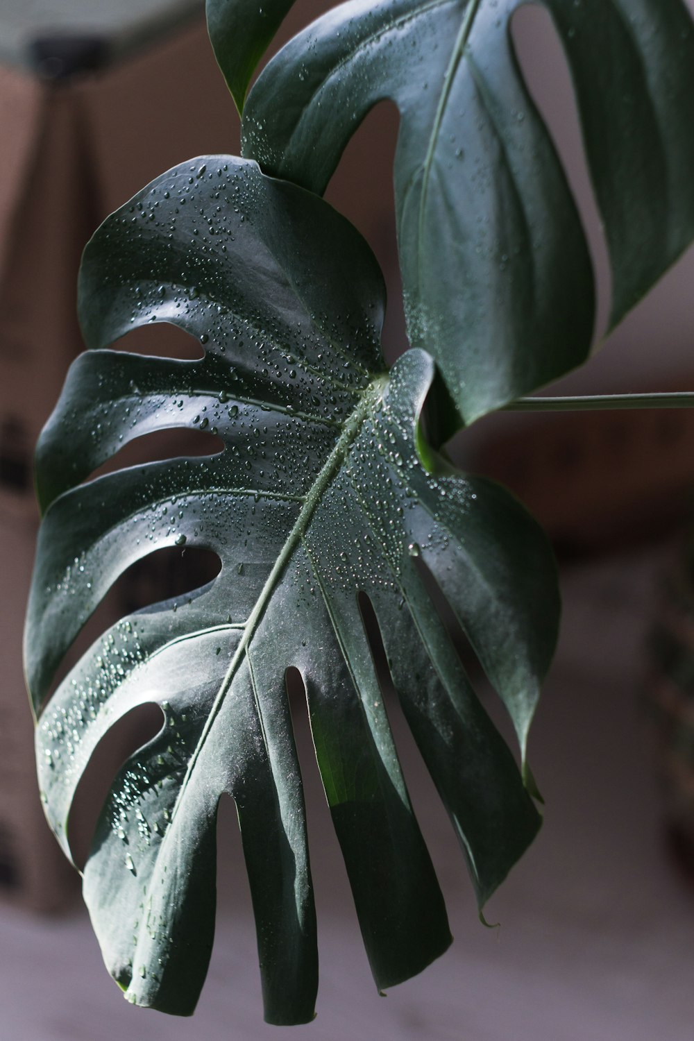 green leaf plant in close up photography