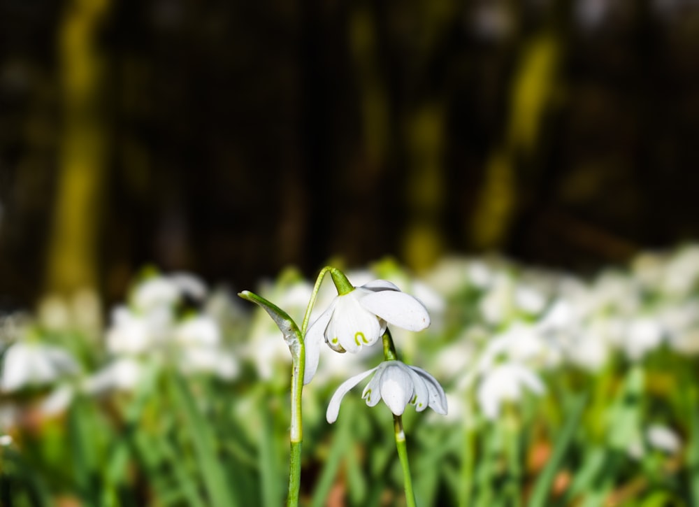 white flower with green leaves