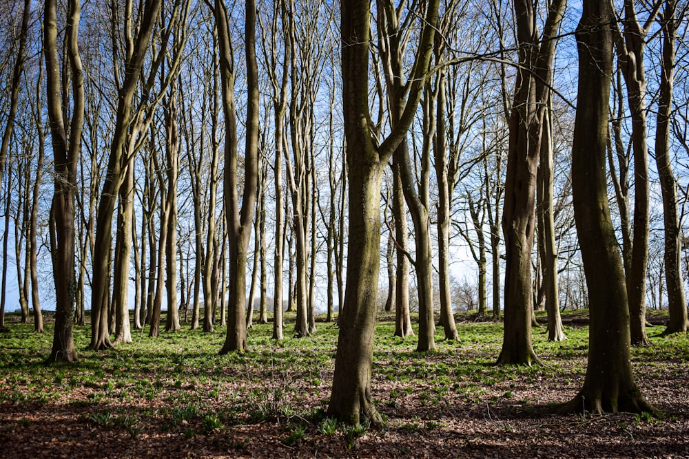 brown trees on brown grass field during daytime