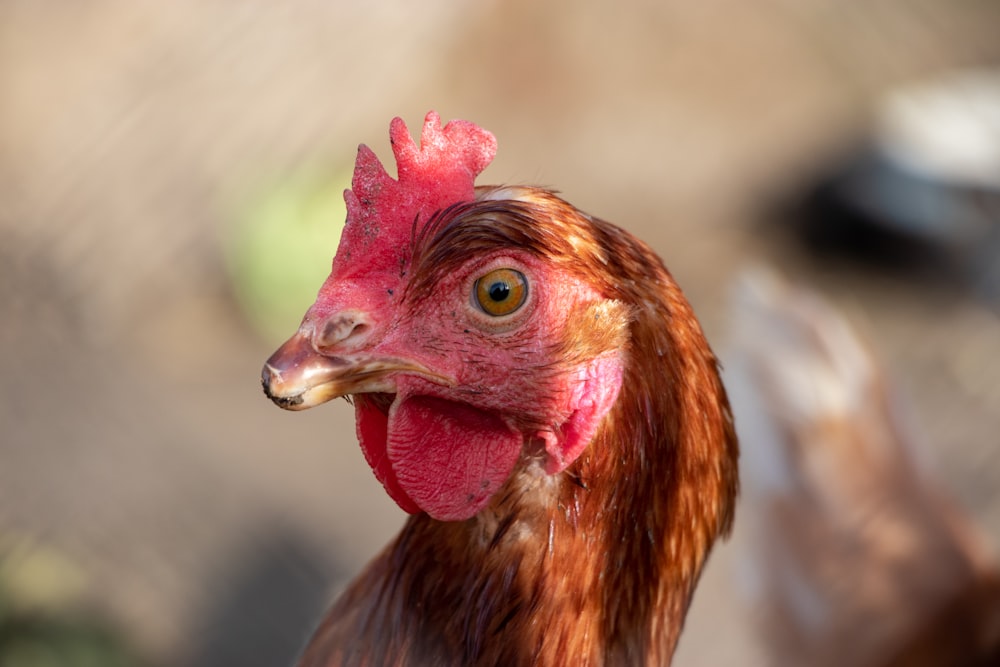 brown and red rooster in close up photography